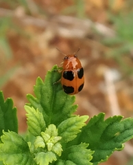 Coleoptera