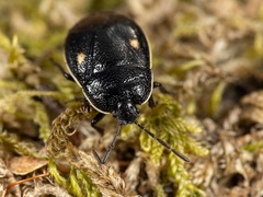 Adomerus biguttatus