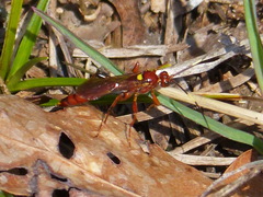 Ectopimorpha wilsoni