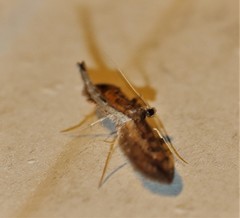 Hydriris chalybitis