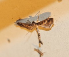Hydriris chalybitis