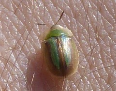 Cassida vittata