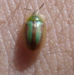 Cassida vittata
