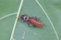 Ceresium zeylanicum
