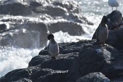 Phalacrocorax featherstoni