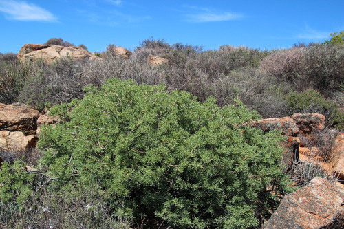Othonna divaricata