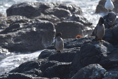 Phalacrocorax featherstoni