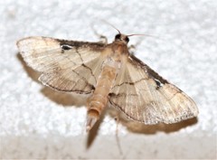 Cnaphalocrocis bilinealis