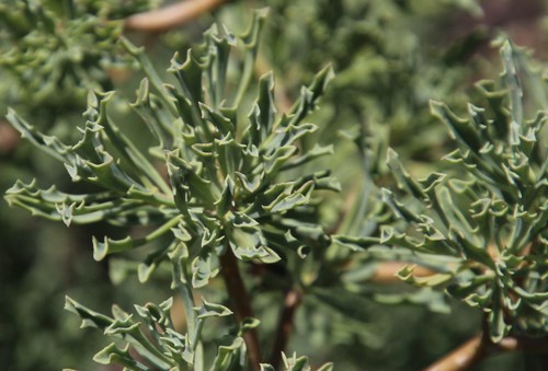 Othonna divaricata