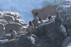Phalacrocorax featherstoni
