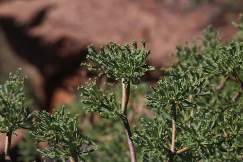Othonna divaricata
