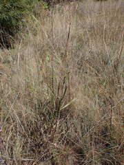 Senecio inornatus