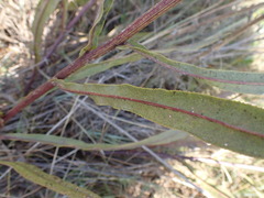 Senecio inornatus
