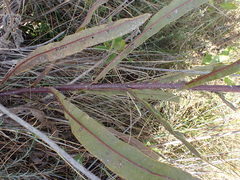 Senecio inornatus