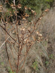 Senecio inornatus