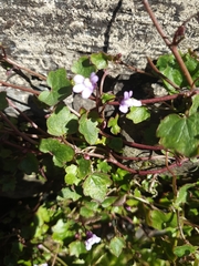 Cymbalaria muralis