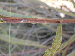 Senecio inornatus