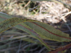 Senecio inornatus
