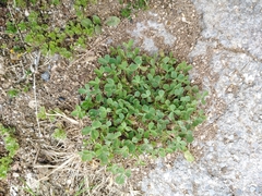 Trifolium suffocatum