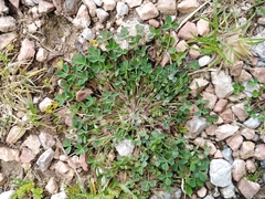 Trifolium suffocatum