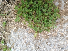 Trifolium suffocatum