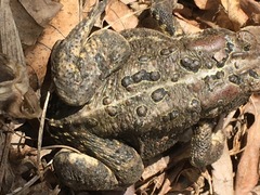 Anaxyrus americanus