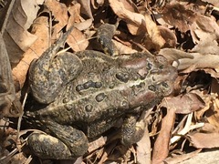 Anaxyrus americanus