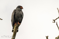 Buteogallus schistaceus