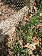 Anaxyrus americanus