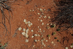 Eriospermum multifidum