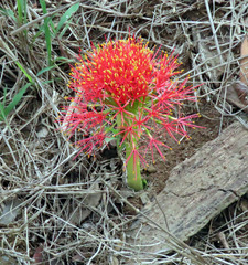 Scadoxus multiflorus multiflorus