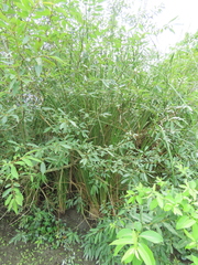 Cladium mariscus mariscus