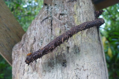 Tetragona ziegleri