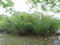 Cladium mariscus mariscus
