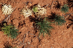 Eriospermum multifidum