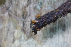 Tetragona ziegleri