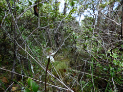 Caladenia minor