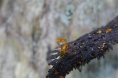 Tetragona ziegleri