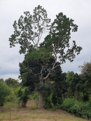 Flindersia xanthoxyla