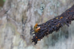 Tetragona ziegleri