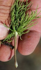 Eriospermum multifidum