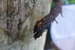 Tetragona ziegleri