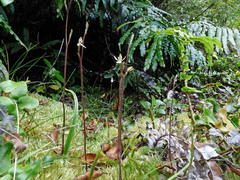 Caladenia minor