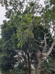 Flindersia xanthoxyla