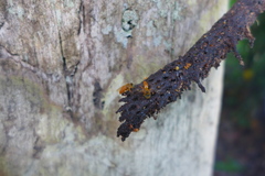 Tetragona ziegleri