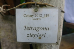 Tetragona ziegleri
