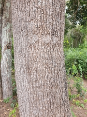 Flindersia xanthoxyla