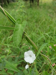 Ipomoea plebeia