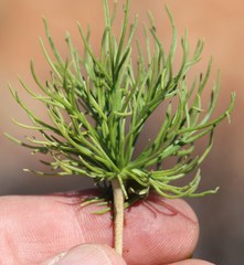Eriospermum multifidum