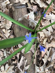 Scilla siberica